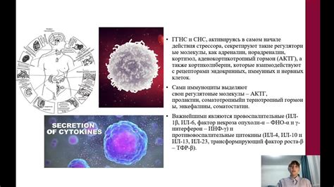 Влияние на иммунную систему и общий тонус организма