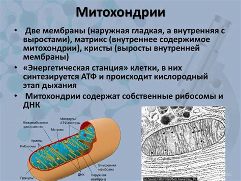 Имеются ли отдельные типы митохондрий?