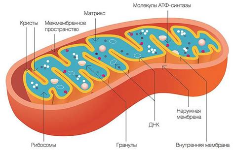 Какова структура митохондрий?