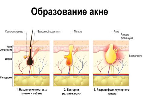 Помощь в поддержании здоровья кожи и шерсти