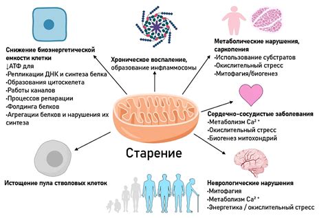 Роль митохондрий в организме